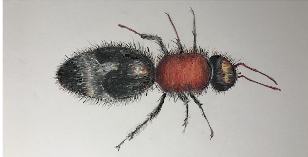 Fig. 15. Rendering of Nemka viduata, by Argiro Agelarakis. 