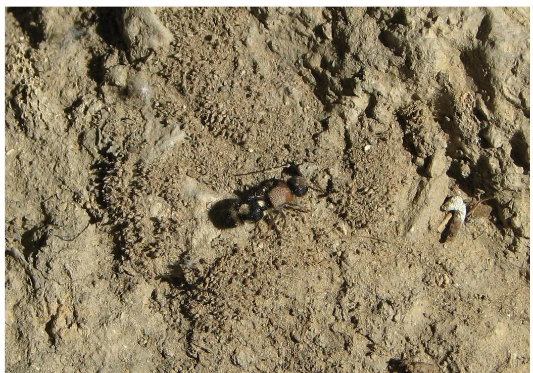 Fig. 16. Ronisia barbarula searching the sediments for her ec- toparasitic behavior.  had no comparative imagery®’ or biometrics. Further, on the phenotypic manifestations of the torso the pro- notum featured a reddish-brown coloration, while the mesoscutum revealed a granulated surface sculpture of a pale pinkish hue; it was studded by an intricate ru- gose network of adjoined micro depressions of the same coloration. Past the metanotum, the abdominal region was featuring at the first tergum three quadran- gular silverish, velvety, spots®, spaced isometrically on the dorsal surface®. In subsequent tergites, we suggest at the third one in sequence, there were laterodistally a single quadrangular in shape silvery spot, bilaterally. Further, between them, there was an impressive round- er in shape silverfish spot, centered at the median line, yet clearly connecting via a narrow linear extension to- ward its apical fascia with a broad silverfish band, we assumed of the fascia of its distally adjoined tergum, which was also showing a small yet discernible on the medial line apex oriented distally (fig. 16: suggesting Ronisia barbarula). The behavior of the Ronisia on the ground was to us indistinguishable from that observed more closely with Nemka viduata. 