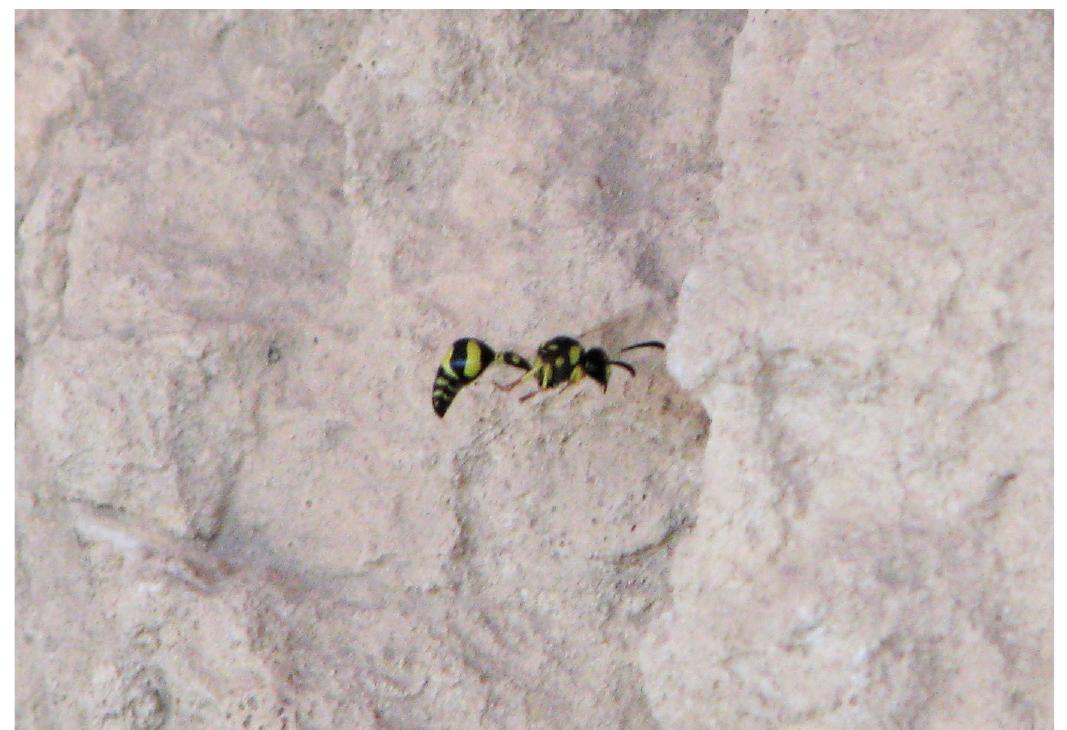 Fig. 17. Eumenes mediterraneus in flight, searching for a fa- vorable locus for nest building.  Builder-“Potter”/“Renter” wasps “IV”, “IVa", and IVb”: 