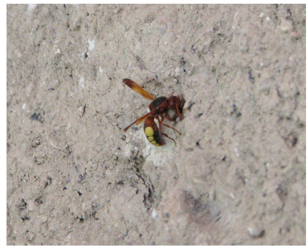 Fig. 18. Rhynchium oculatum to enter her “rented” burrow.  Provisioning involved small caterpillars, as far as it was possible to observe, while nests available both at Orthi Petra and the kouskouras cliffs at the outskirts of the site were featuring exterior plugs built with fine earthen material, like a sediment mastic, inclusive of kouskouras elements, tinted with its typical light yel- lowish hues. The compound material that was closing the external entrance of the burrow seemed to have been slightly convex on the surface of the peripheral wall. Literature references indicate that internally nests contain several separate provisioned cells. These are partitioned with mud walls®. The inner cells designat- 