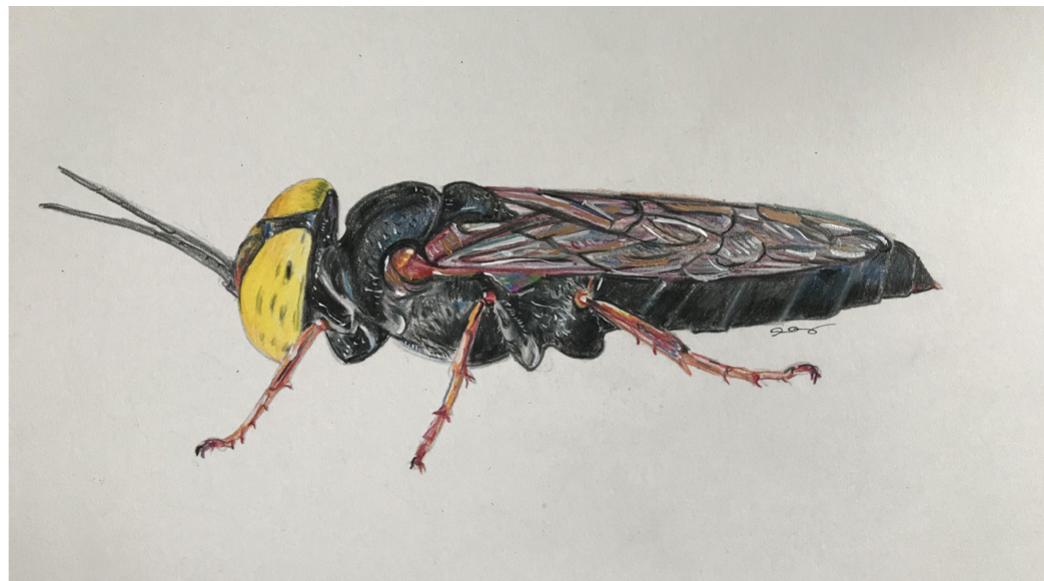 Fig. 20. Rendering of Tachysphex, by Argiro Agelarakis.  Fig. 19. Rendering of Euodynerus dantici, by Argiro Agelarakis. 