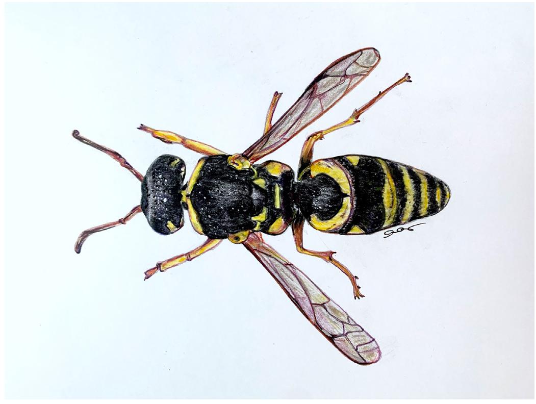 ed for female progeny are larger and are provisioned with more food while the outer cells, for males, are smaller and are provisioned with less food. Occasional intercalary cells between the provisioned ones in addi- tion to a vestibular empty cell may be an evolutionary relic of cell construction against parasitoids and preda- tors®* behind an extra, double in thickness exterior plug®. Males develop and emerge from their nest cycle first, allowing thus the burrow pathway for the females to emerge subsequently. As such, males are available already and seek to copulate with females once they emerge; afterwards females initiate the cycle of nest preparation®.  