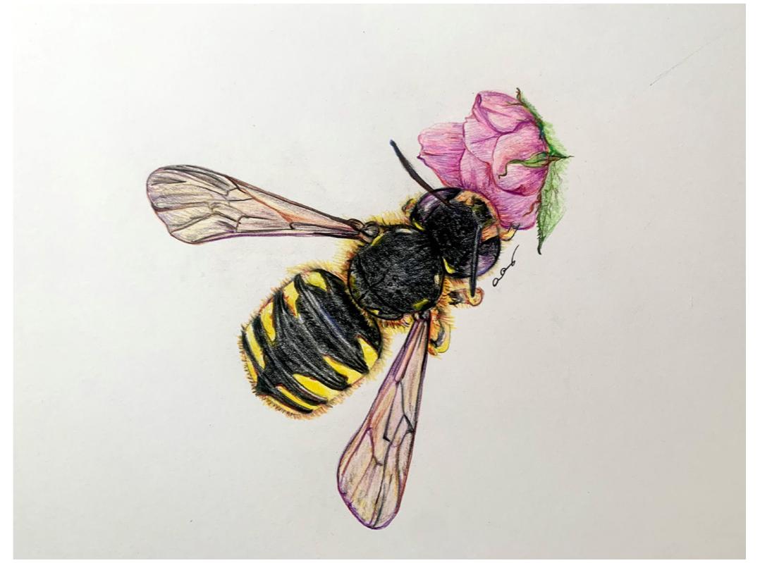 Fig. 21. Rendering of Anthidium manicatum, by Argiro Agelarakis.  lar spot bilaterally. In the scutum there was a yellow marking adjacent to the tegula bilaterally, followed by two yellow markings at the scutellum. Yet, the most unique of the yellow markings were featured on its dor- sal abdominal region in the form of nearly isometric, however interrupted bands with pointed contours along the medial line; they comprised six pairs on a re- spective number of tergites (fig. 21).  Inique of the yellow markings were featured on its dor- 