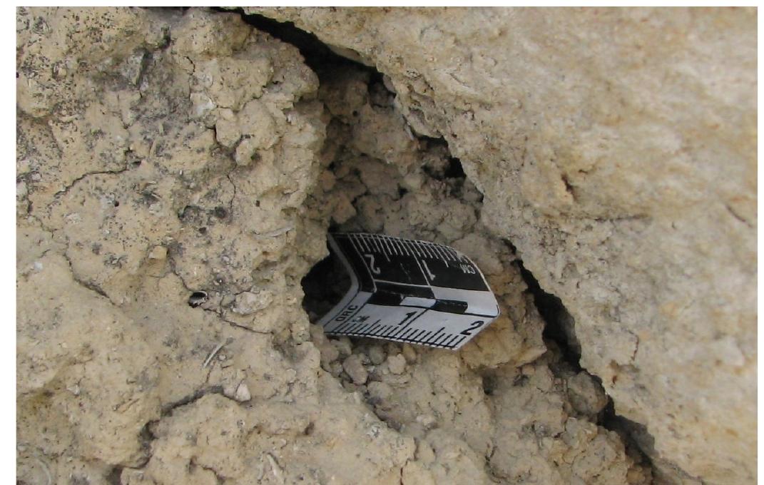 Fig. 22. A fissure in kouskouras that could have been occu- pied by a solitary bee of the genus Megachile and the subge- nus Chalicodoma.  territories’. Females were not digging for their nests®, 