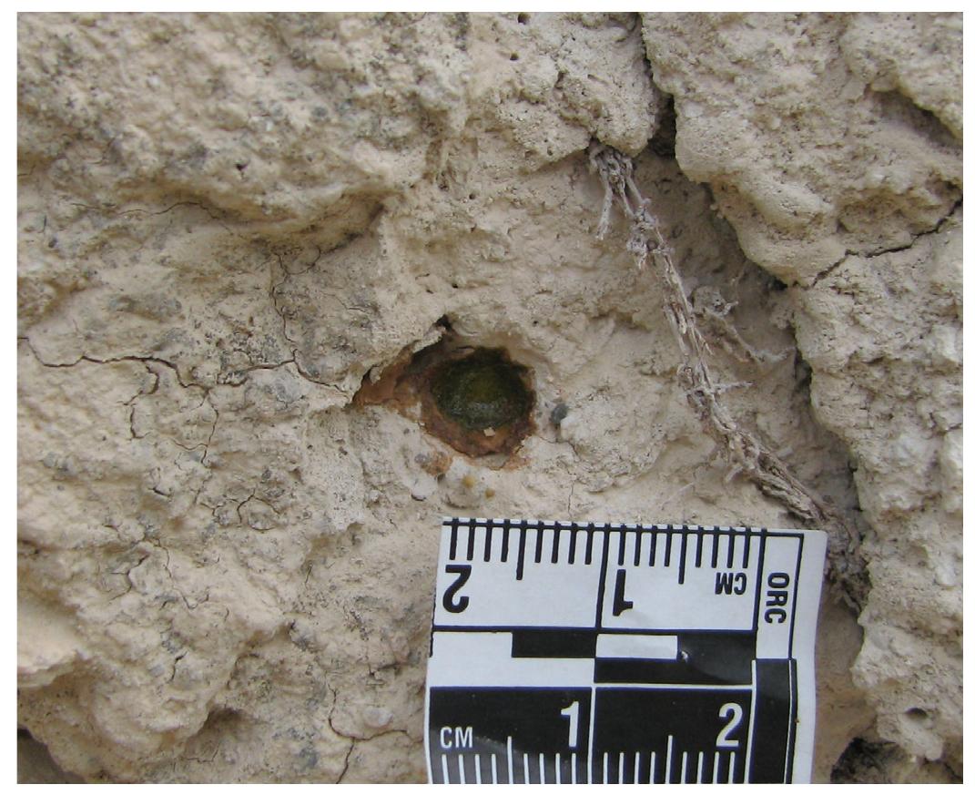 Fig. 24. Plugged nests by either A. florentinum, or Osmia, or Hoplitis genera.  Fig. 23. Anthidium florentinum to enter her “rented” burrow. 