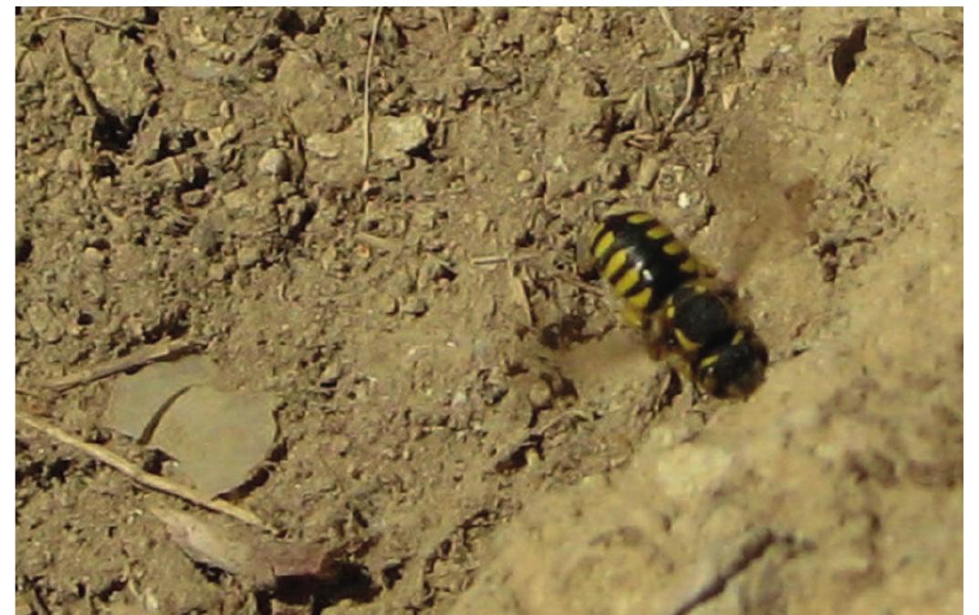 Over the years in the field, observing the favor- able site surfaces occupied for nesting activities by sol- 