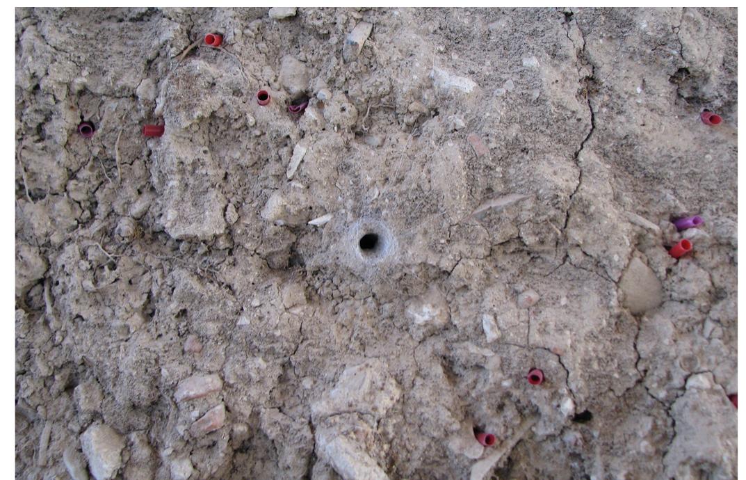 Fig. 25. Digger wasp burrow taken over by a funnel-weaver spider.  itary wasps and bees, it came to our attention that fun- nel-weaver spiders'* would gradually infringe upon such favorable vertical walls, wall depressions, smooth- ly slopping surfaces and even multi-hedrical contexts within exposed archaeological features'®. This would usually take place following at least a few to several seasons of nesting activity by solitary wasps and bees, with preference on vertical walls where their nesting aggregates were prevalent, as well as on narrows of pathways to and from slopping surfaces and associat- ed archaeological features which were also hosting nesting activities. In all cases, the burrows that were to be taken over by the spiders on vertical walls were skill- fully selected, positioned on rather central locations pervading with their presence the adjacent exterior, particularly if it pertained to a larger in body size spi- der'® (fig. 25). A small sized web'” spread on the verti- cal wall, simulating a nearly perfect star-like shape, was anchored by an average of 15 isometric radial threads'®,  