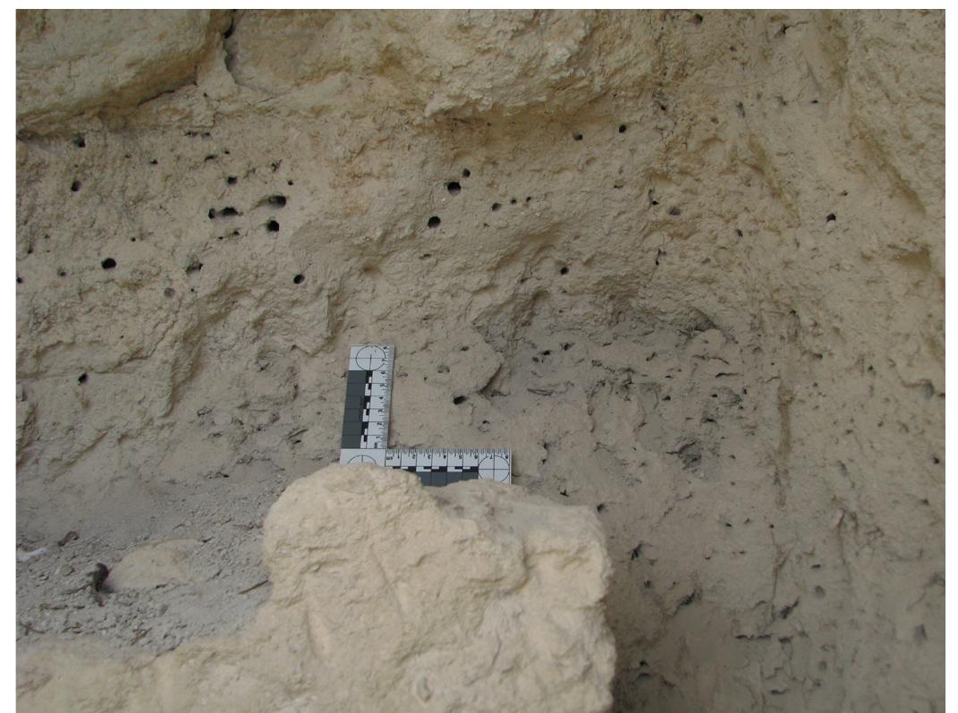 Fig. 27. Manifestation of “sieve-like effect” on a late historic cultural feature at the kouskouras cliffs peripheral to the site.  Fig. 26. Sediment covered cobwebs. 