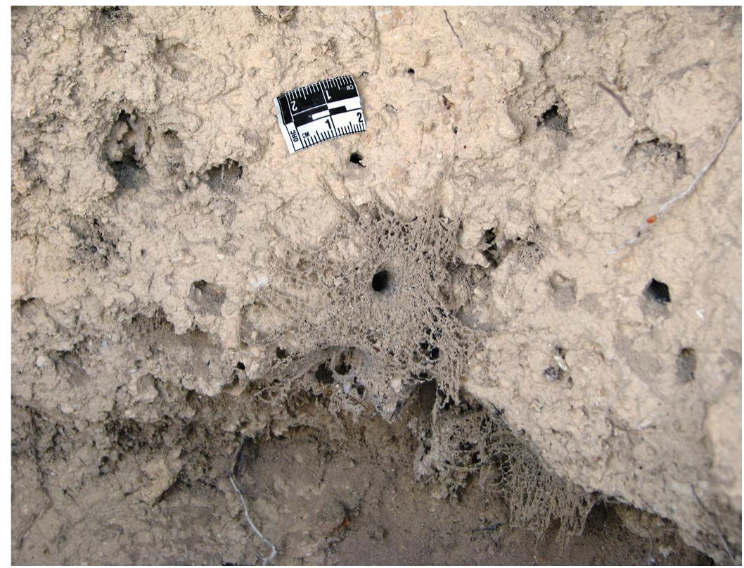 recovery and archaeometric study of macro-, and mi- cro-ecofactual materials''? could be focal for establish- ing important tesserae on the ecological context, catch- ment area, seasonality and overall canvas of site func- tion relevant to human activities. In complex vertical and lateral stratigraphic associations, as in Orthi Petra, charcoal flakes, and possibly components of other car- bonized organics''* could be translocated from their  bonized organics'’* could be translocated from their  charcoal flakes, and possibly components of other car- 