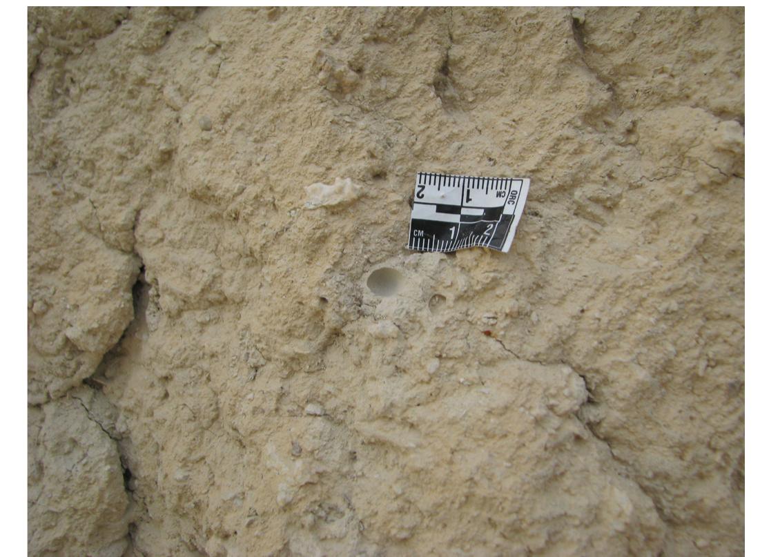 Fig. 29. Traces of internal nest cell wall construction revealed following erosion processes at the kouskouras cliffs peripher- al to the site. 