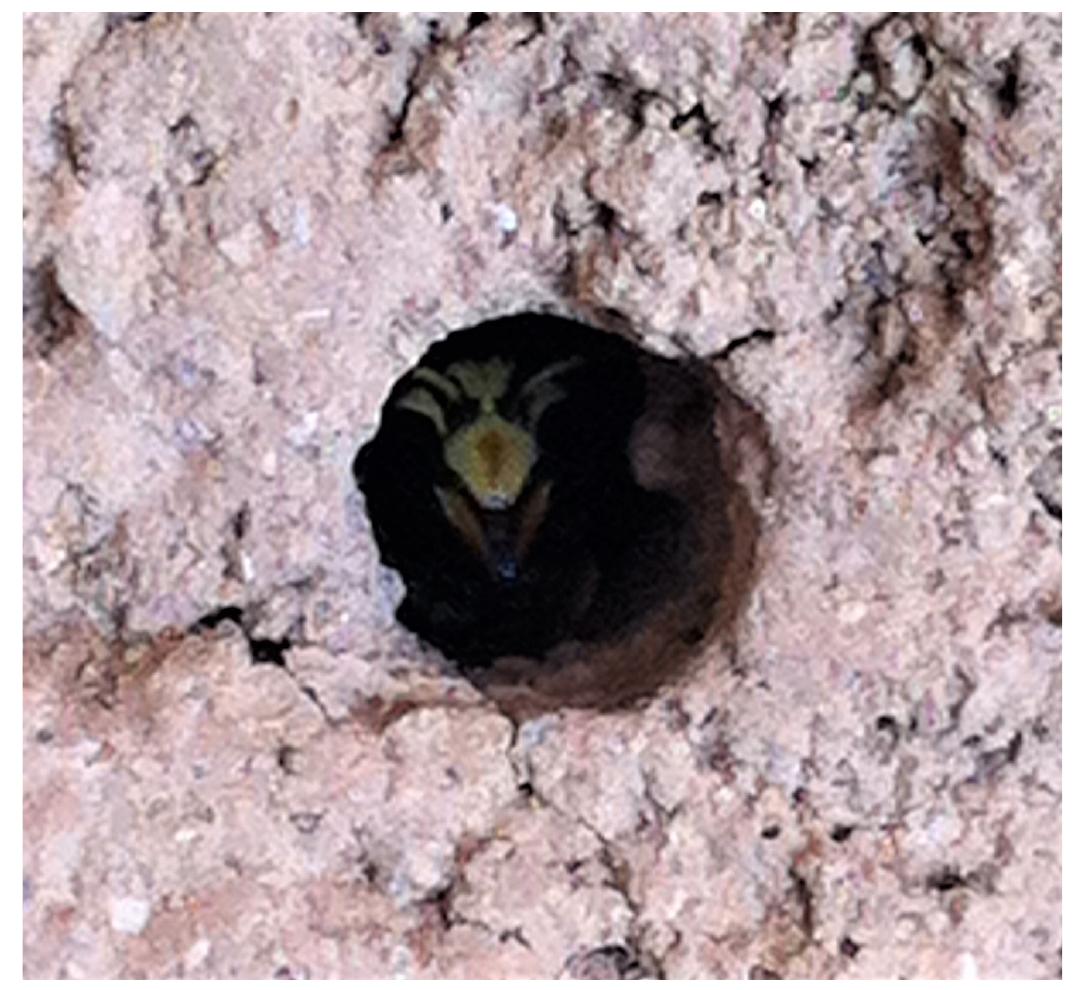 Fig. 30. Solitary wasp emerging from burrow.  of the Orthi Petra archaeological site. A place not sterile of life, in fact a nursery plexus of unique winged beings that should not remain suspended in obscurity, tainted by the untruthful vice of irascible swarming and unpro- voked stings'*®. They are indeed reticent solitary wasps and bees for the archaeologist, perpetual co-inhabi- tants of ancient sediments.  voked stings'”. They are indeed reticent solitary wasps 