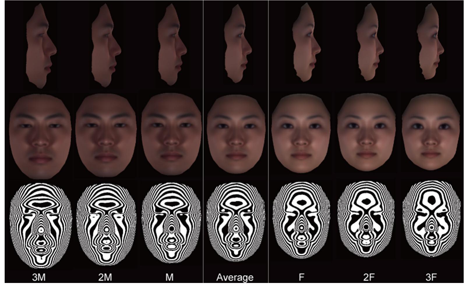 Sexual Dimorphism In Humans Examples (PDF) Sexual dimorphism in the facial morphology of adult humans: A ...