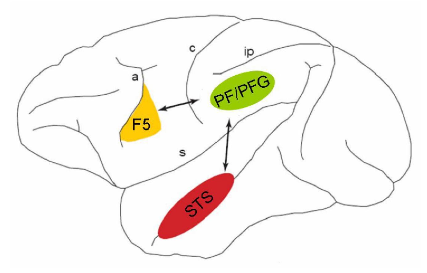 Figure 1.1. The figure illustrates the frontoparietal monkey’s AON shown on a lateral view of the macaque brain. The area F5 in ventral premotor cortex, area PF/PFG of the inferior parietal lobule and the superior temporal sulcus (STS) and their anatomical connections (arrows). (a, arcuate sulcus; c, central sulcus; ip, intraparietal sulcus; s, sylvian sulcus). Adapted from Keysers & Perrett, 2004. 