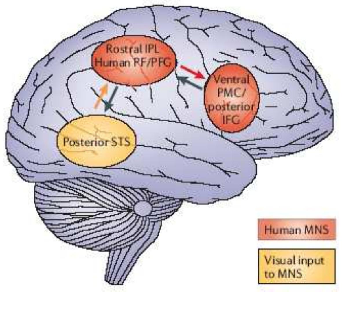 Figure 1.2. The figure illustrates a schematic representation of the frontoparietal human’s AON with its main visual input, shown on a lateral view. IFG: inferior frontal gyrus; vPMc: ventral premotor cortex; IPL: inferior parietal lobule; STS: superior temporal sulcus. Adapted from Iacoboni & Dapretto, 2006.  yattern of connectivity between these areas shows analogies to that found in monkeys (Figure 1.2).  AON, supporting a possible homology between the system for the two species. The anatomical 