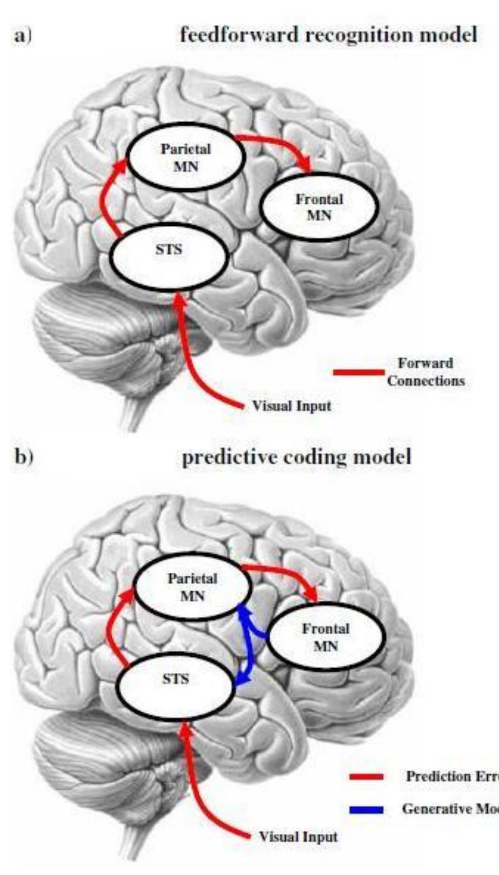 discrepancies between our predictions and the visual scene.  Figure 1.3.The figure illustrates a schematic view of the AON as a feedforward recognition model (a), and the alternative predictive coding model (b) In this model the lower level of cortical hierarchy is temporal node, followed by the parietal and frontal nodes. (Adapted from Kilner et al., 2007a).  contrary, we need to predict the goal of action performed by others with a greater possibility of 