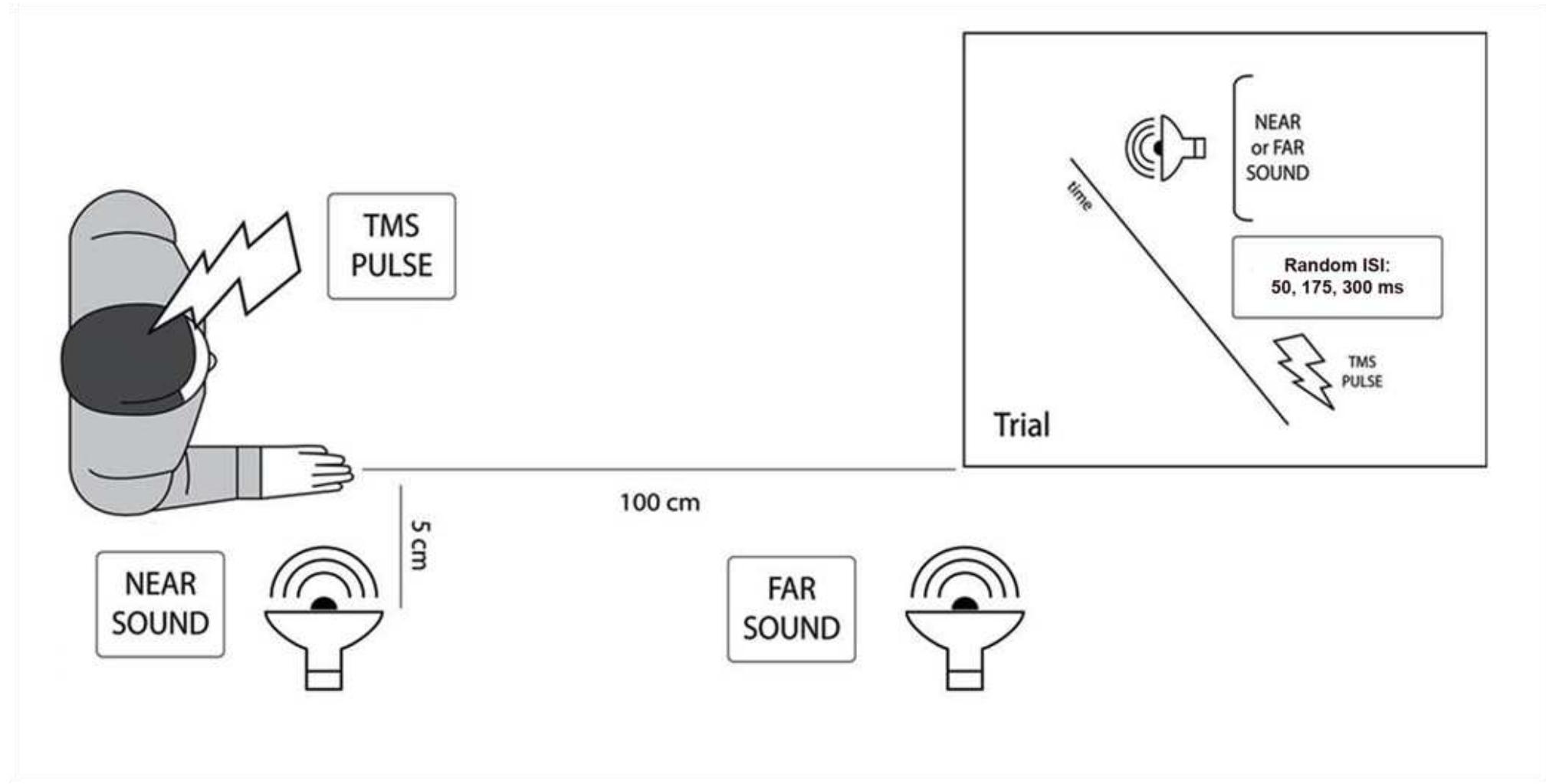 Figure 3.1. Schematic representation of the experimental set up and temporal sequence of events (right panel). (Adapted from Avenanti et al., 2012c).  (recorded by a computer) from the two loudspeakers ensured that the sounds were equal at thei 