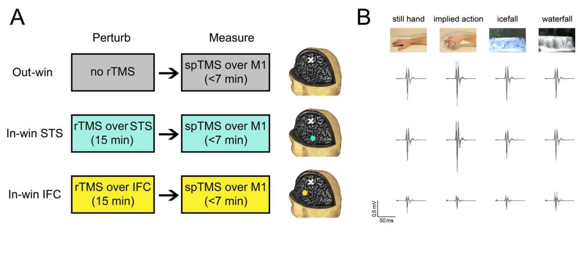 Figure 4.2. (A) Schematic representation of experimental design and TMS perturb-and-measure protocol. MEPs were recorded by means of spTMS during the observation of the visual stimuli. MEP recording was performed in 3 spTMS sessions, | outside (Out-win session, first row) and 2 within (In-win sessions, middle and lower rows) the influence of tTMS. In the In-win sessions, virtual lesions were applied using 1 Hz rTMS over the IFC or the STS. Talairach coordinates corresponding to the projection of the IFC or STS sites on brain surface were estimated through a neuronavigation system (IFC mean surface coordinates + SEM: x = 58.6 +0.5, y= 9.4+40.5,z= 23.6 + 0.4; STS: x= 62.9 + 0.5, y = 52.5 + 0.1, z = 9.4 + 0.6; white blobs in the head model). In all sessions, spTMS was performed by stimulating the hand representation in M1 (FDI OSP: x = 38.2 + 2.9, y = 19.5 + 1.8, z = 56.9 + 2.0; white crosses in the head model). (B) MEPs recorded from the FDI muscle of a representative subject during the observation of the 4 categories of stimuli. Top, middle, and low rows represent Out-win, In-win STS, and In-win IFC sessions, respectively. (Adapted from Avenanti et al., 2012b).  