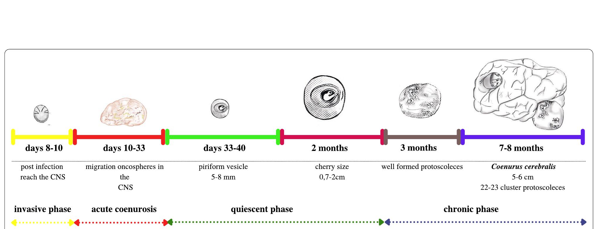 (PDF) Taenia multiceps coenurosis: a review