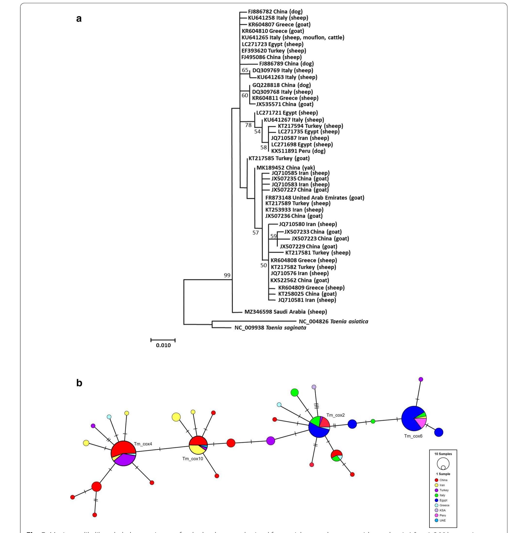 (PDF) Taenia multiceps coenurosis: a review