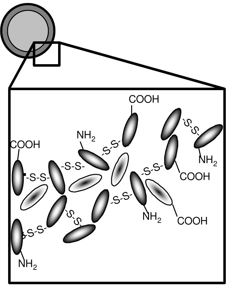 Figure 16. Schematic of the disulfide crosslinking that holds the protein microspheres together.  The mechanism responsible for microsphere formation is a combination of two acoustic phenomena: emulsification and cavitation. Ultrasonic emulsification creates the microscopic dispersion of the protein solution necessary to form the proteinaceous microspheres. Alone, however, emulsification is insufficient to produce long-lived microspheres. The long life of these microspheres comes from a sonochemical cross- linking of the protein shell. Chemical reactions requiring O; are critical in forming the microspheres. It has been known for some time that the primary products from the sonolysis of water are H, and HO, coming from the sonolysis of water yielding H and OH;; in the presence of On», the latter produces HO, [58]. Based on chemical trapping experiments, we established that the proteinaceous microspheres are held together by disulfide bonds between protein cysteine residues and that superoxide is the crosslinking agent, as shown schematically in Figure 16. The crosslinked shell of the microspheres is only about ten protein molecules thick, as shown in Figure 17.  