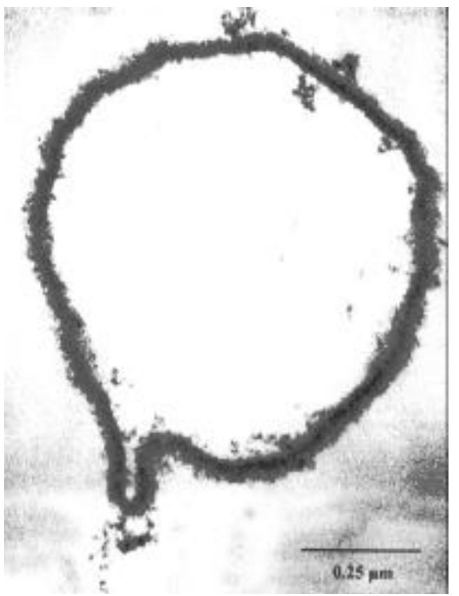 Figure 17. Transmission electron micrograph of protein-stained microtome section from a sonochemically prepared protein microspheres [55]. 
