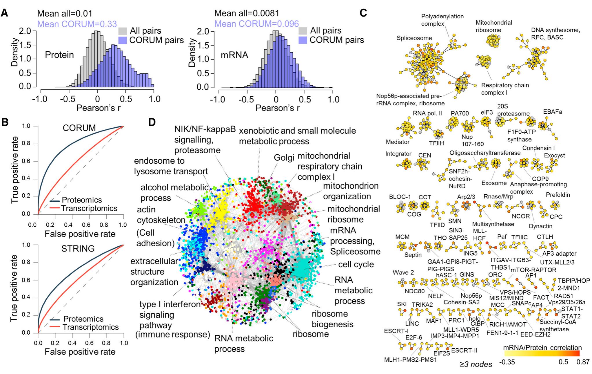 Proteomics subtypes of colorectal cancer cell lines and