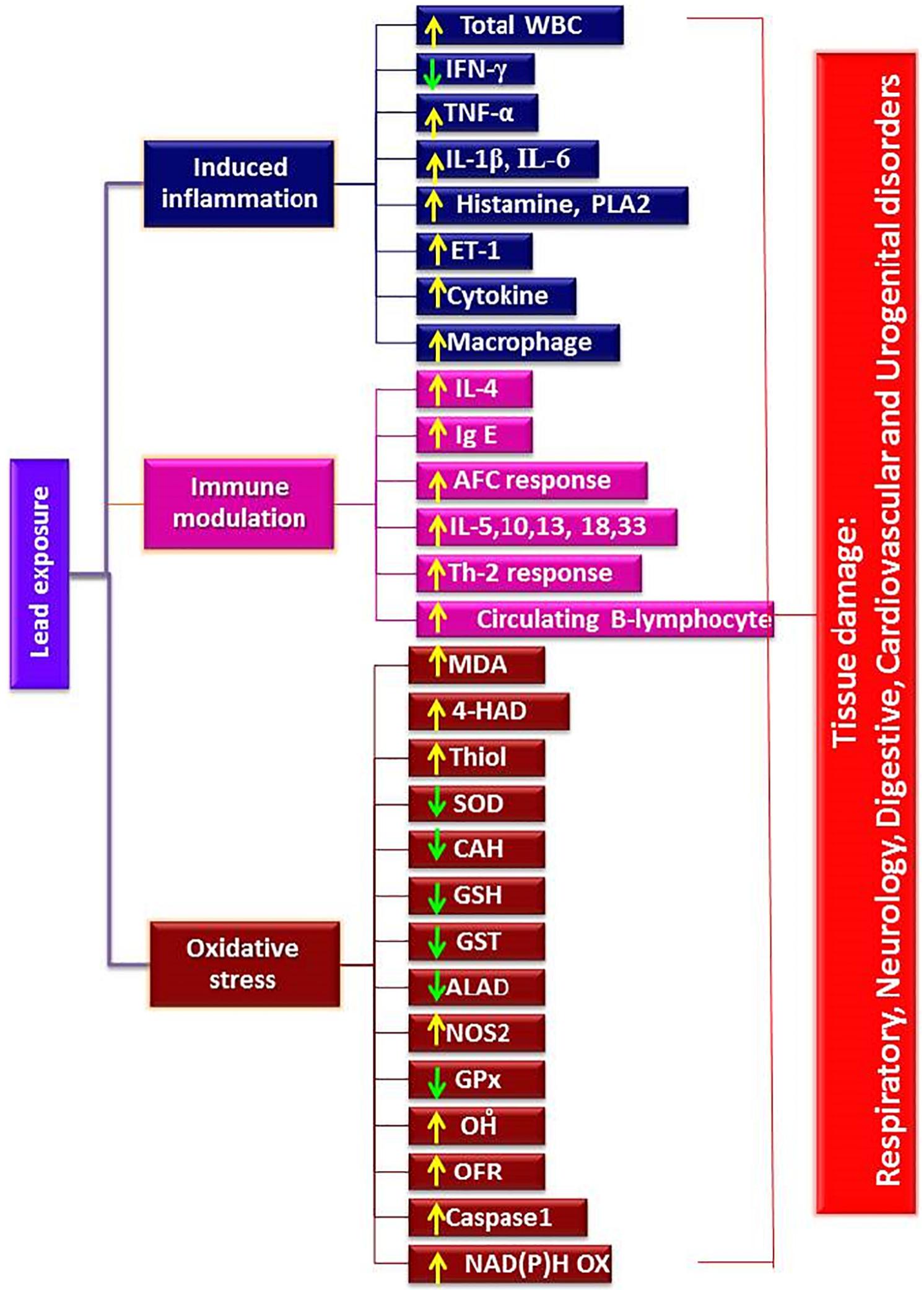 Lead Exposure Algorithm Gp Possible mechanisms of action of lead exposure on various