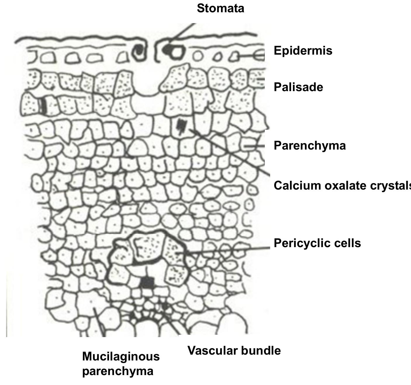 Figure 3 - from Review of Aloe Species' Medicinal Properties