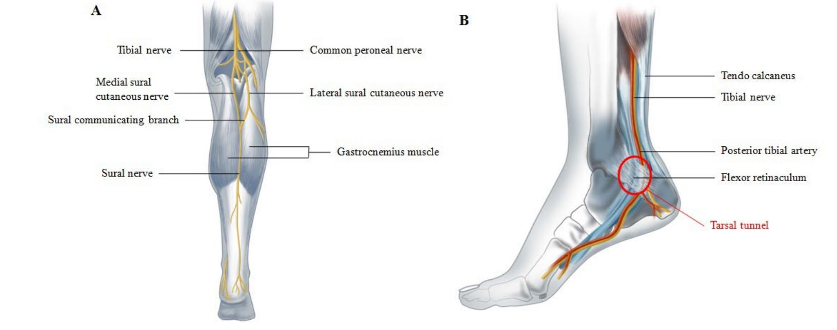 Figure 1 - from Comparison of nerve conduction velocities of