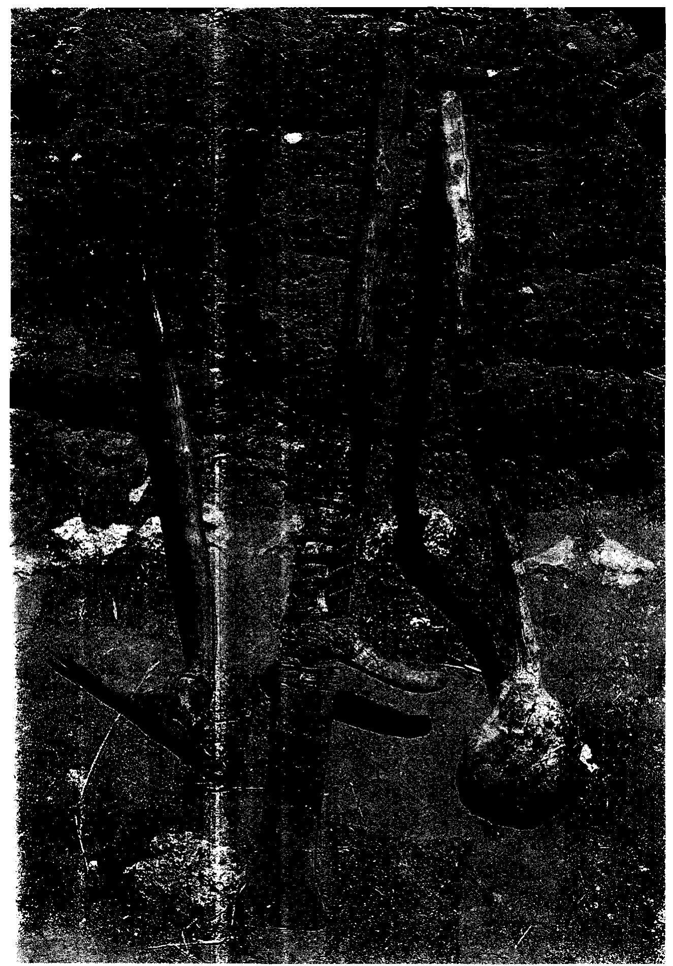 6.15. The indigenous tools used in raised field construction (rawkana, hoe [right]; chakitaqlla, footplow [center]; waqtana; clod breaker [left]). 