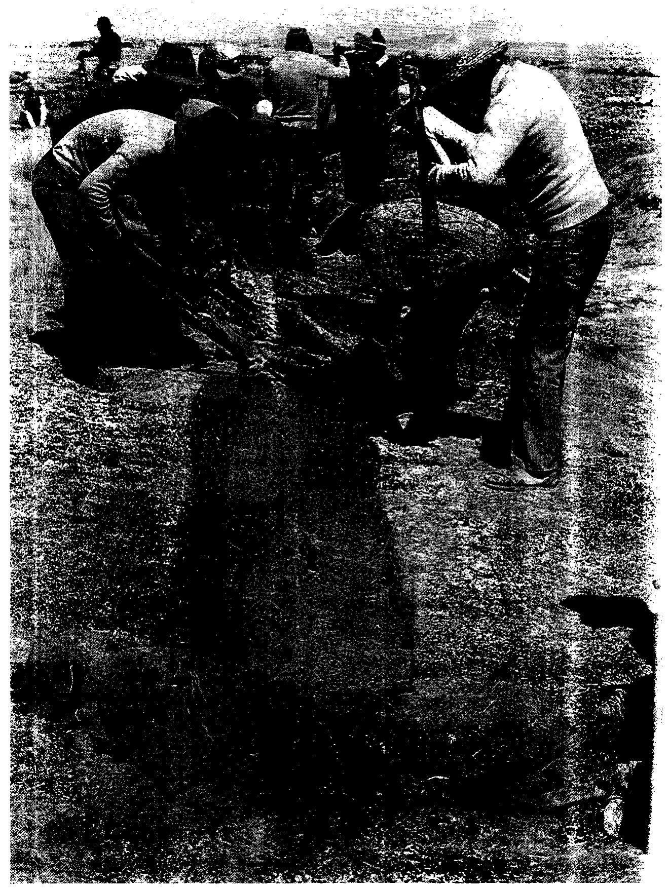 6.16. The use of chakitaqllas for construction of the retaining walls of ex- perimental raised fields. 