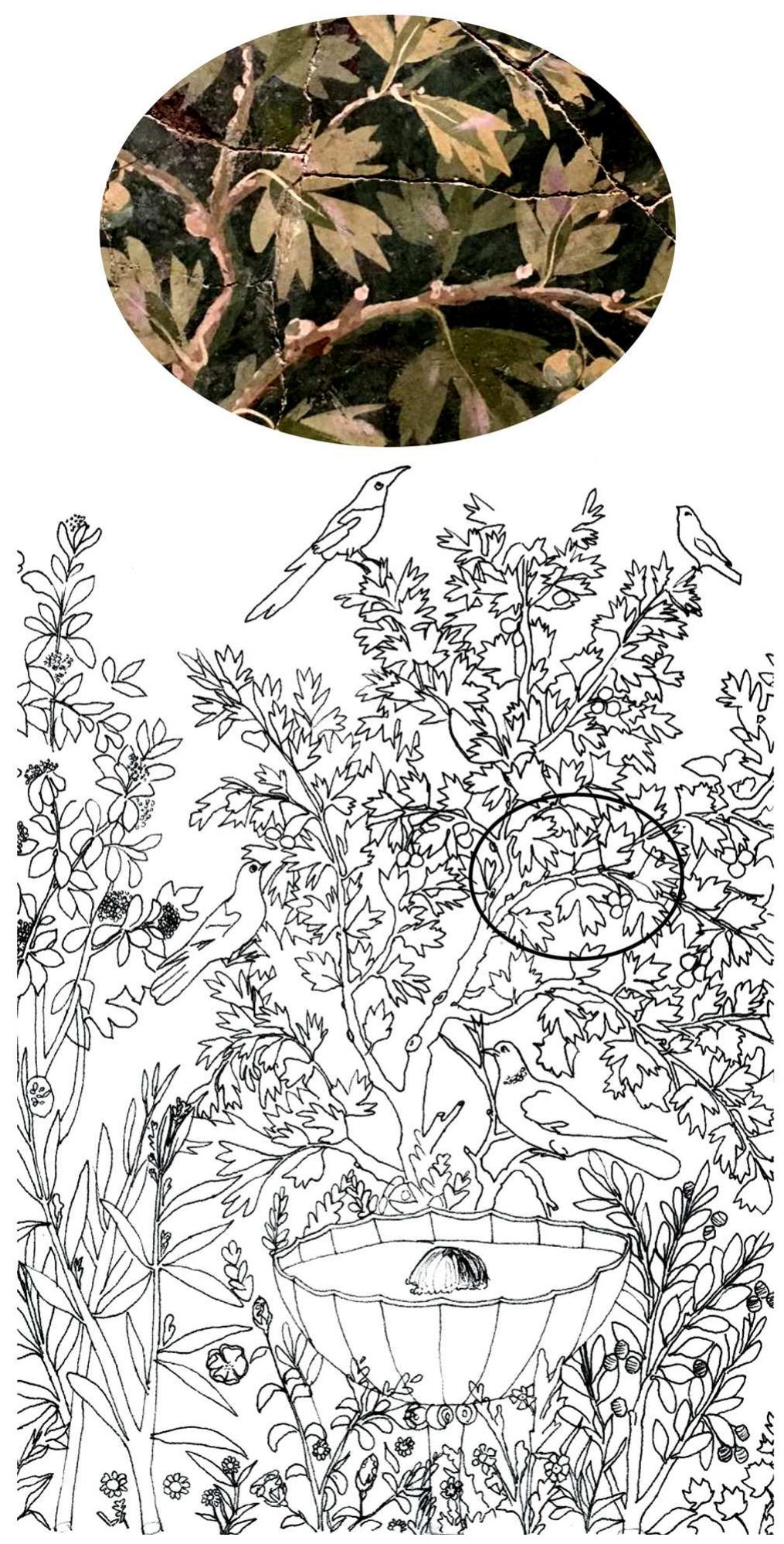 Fig. 10 Dwarfed Platanus orientalis or “chamaeplatanus”. Training of branches and root pruning to achieve horizontal effects, in addition to pruning of the branches 