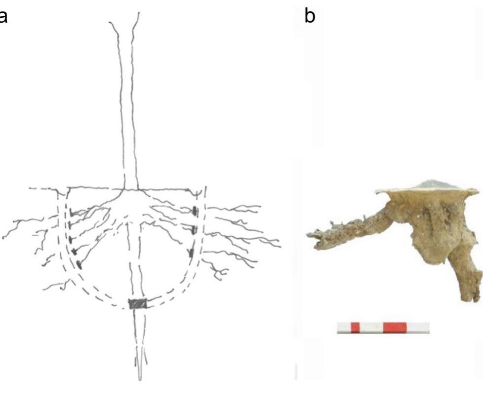 Fig.11 a Root pruning diagram; b Cast of a root cavity from the Great Peristyle garden of the Villa Arianna, Stabiae. Photo by author; courtesy of the Restoring Ancient Stabia Foundation 