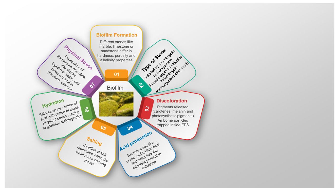 (PDF) Microbial biodeterioration of cultural heritage and ...