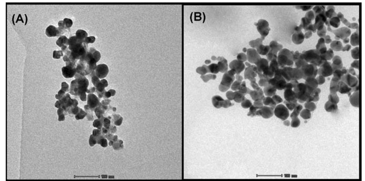 (PDF) INFLUENCE OF ZINC OXIDE NANOPARTICLES ON GROWTH OF SESAMUM ...