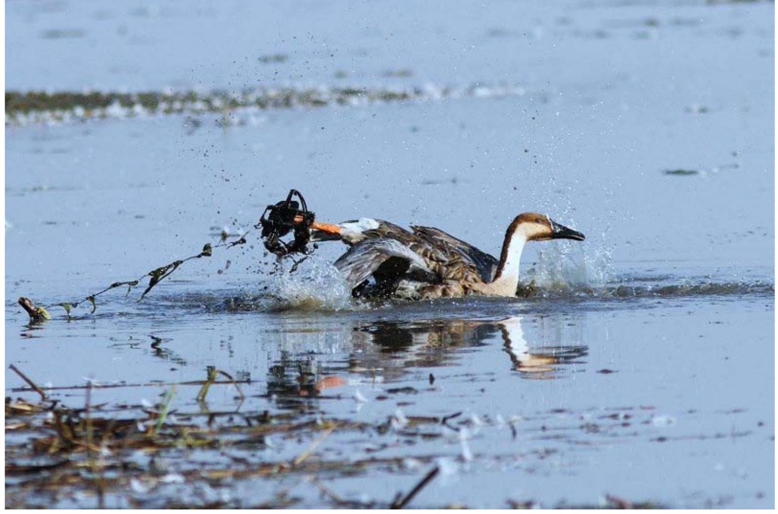 (PDF) Geese and ducks killed by poison and analysis of poaching cases ...