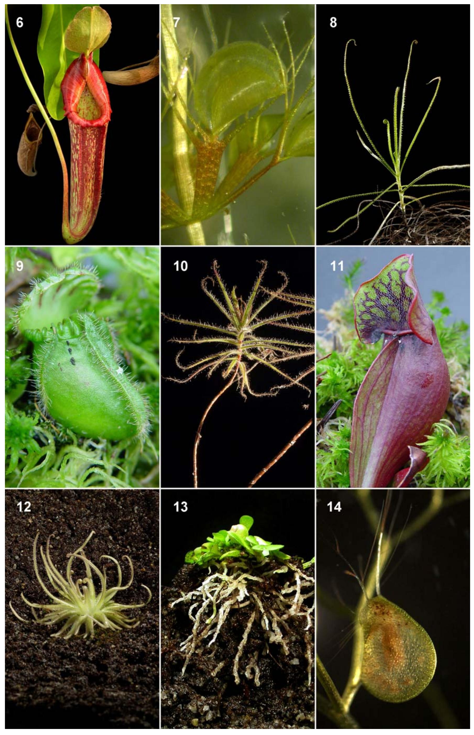 (PDF) Functional Biology of Carnivorous Plants