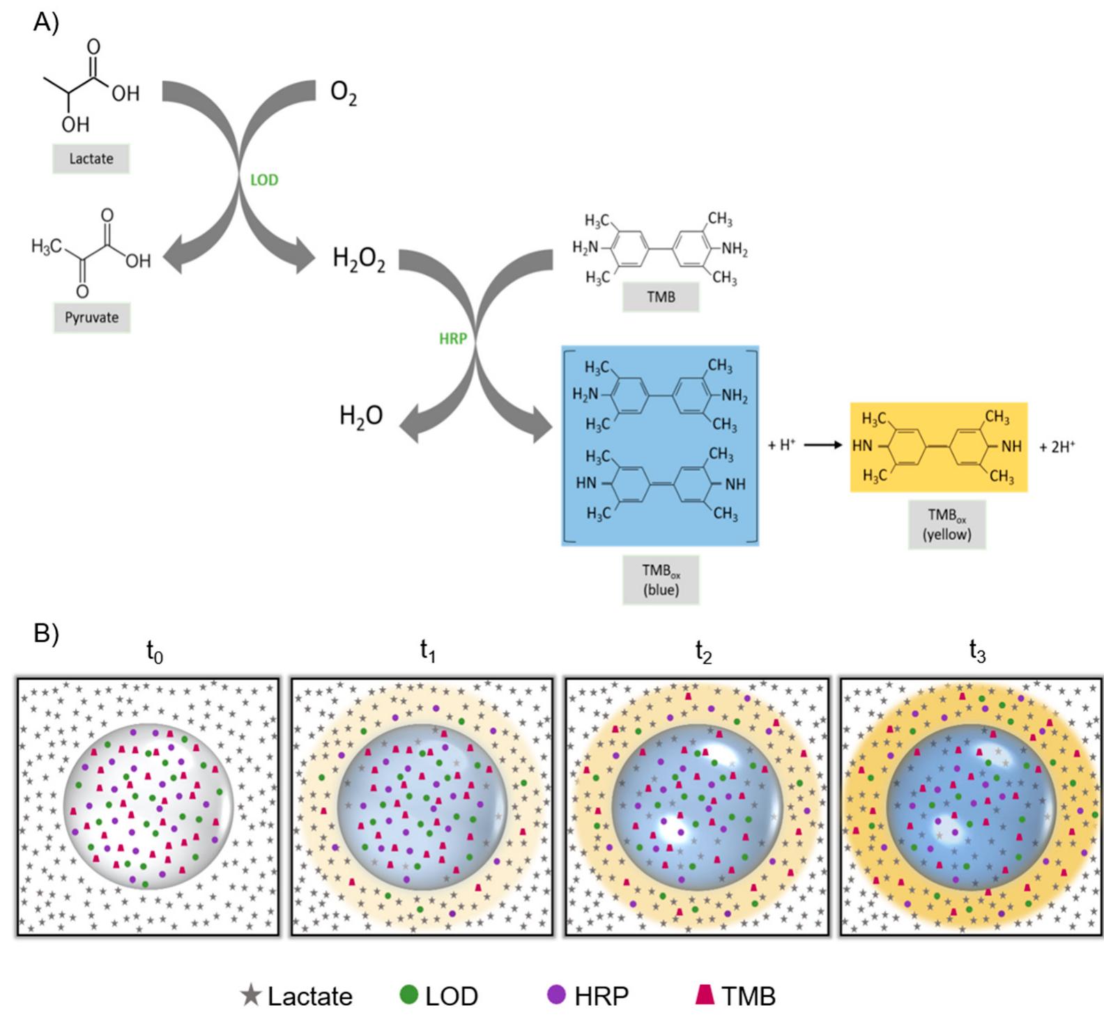 (PDF) Alginate Bead Biosystem for the Determination of Lactate in Sweat ...