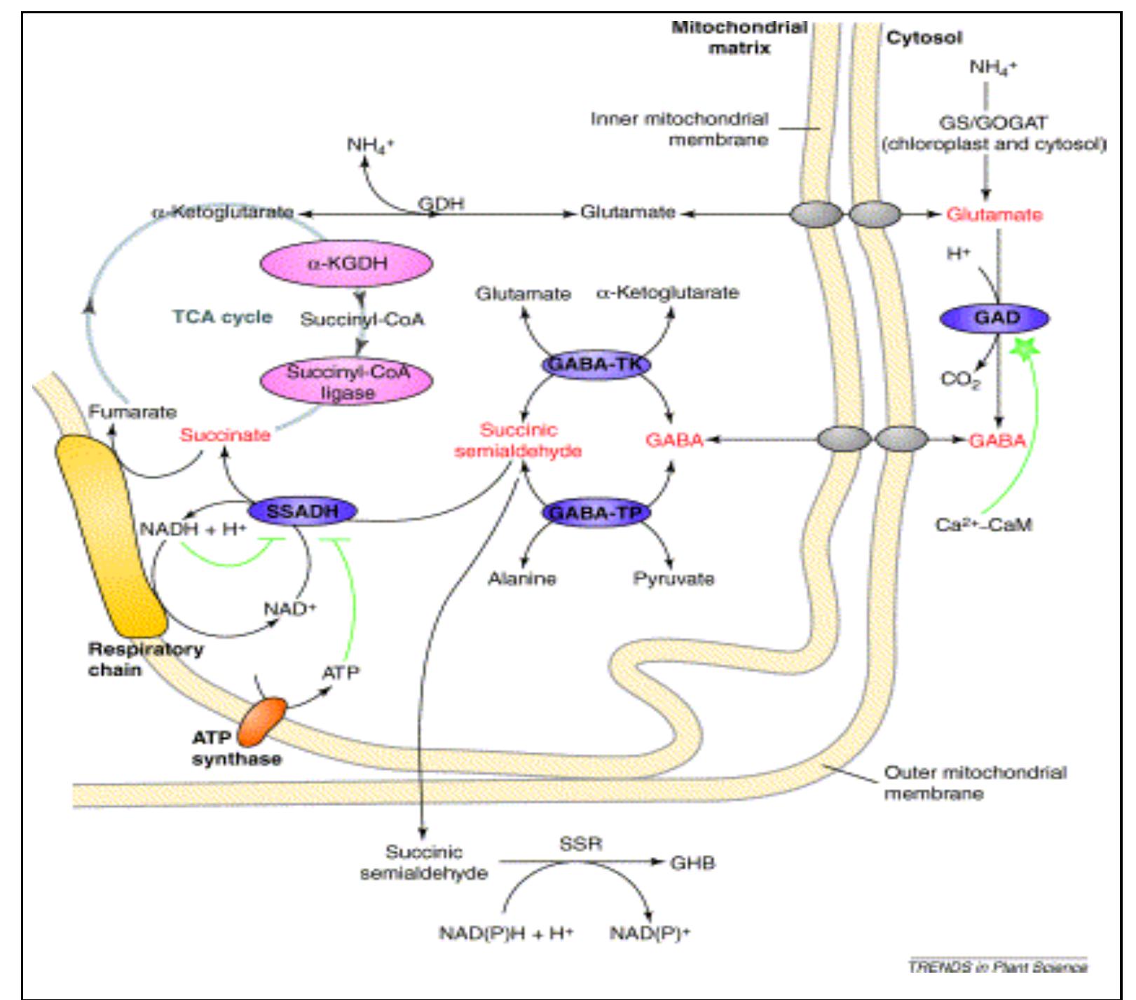 The gaba shunt metabolic pathway