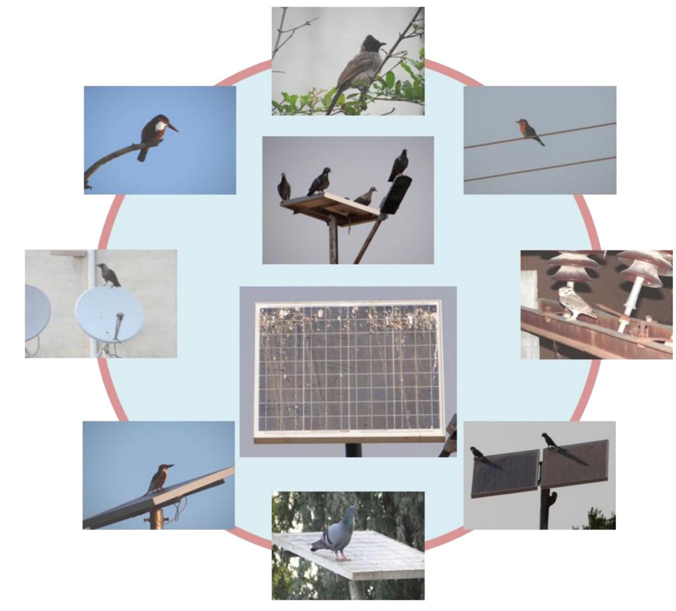 (PDF) Impact of bird dropping deposition on solar photovoltaic module ...
