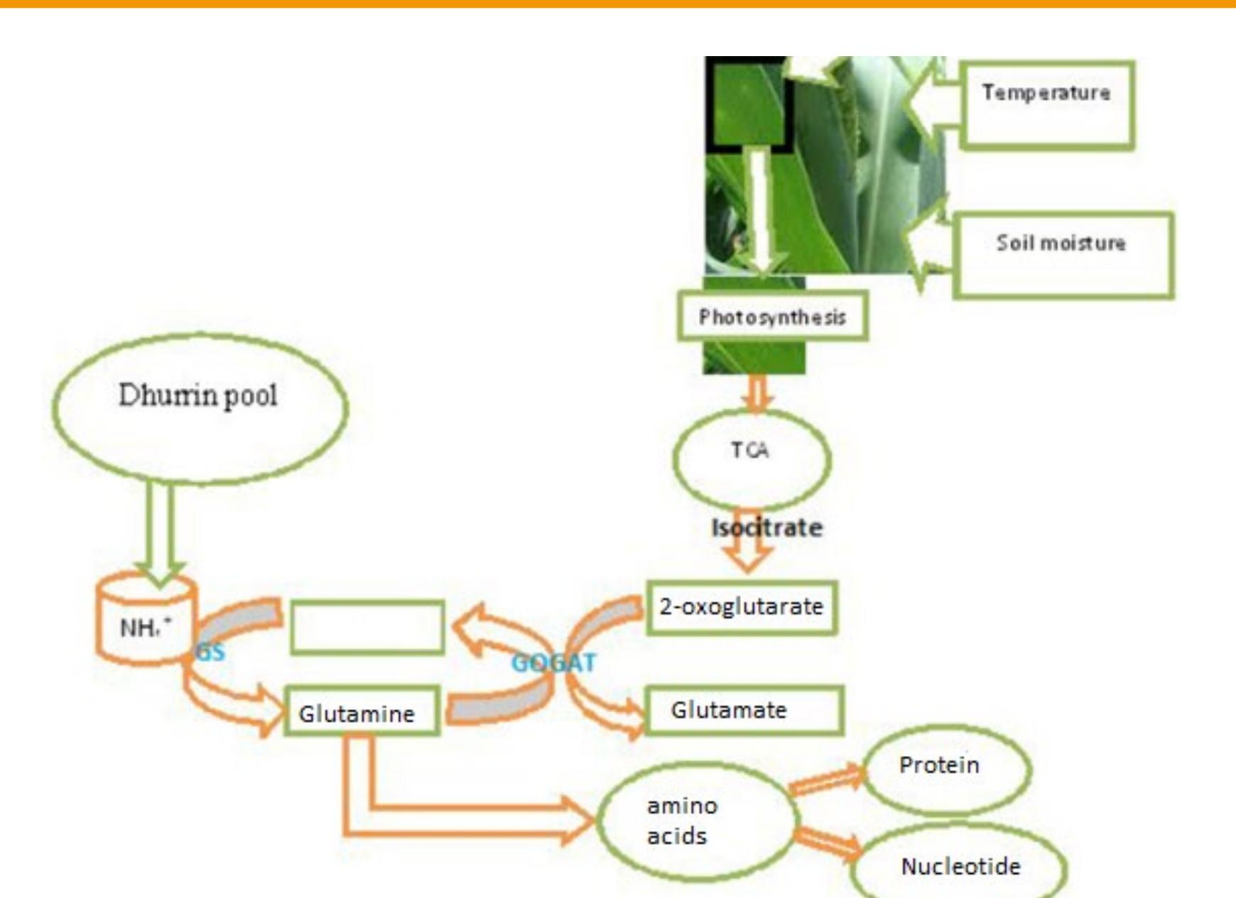 (PDF) Biosynthesis and Role of Dhurrin in Forage Sorghum