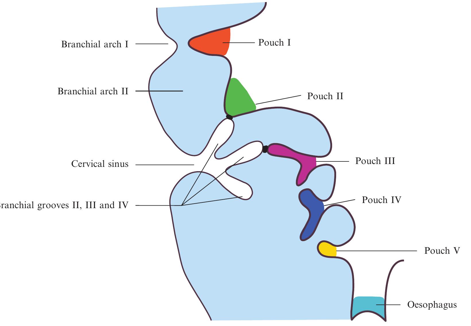Figure 15 - from Head and Neck Embryology and Anatomy