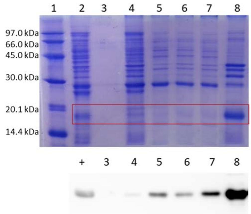 (PDF) Development of recombinant human granulocyte colony-stimulating ...