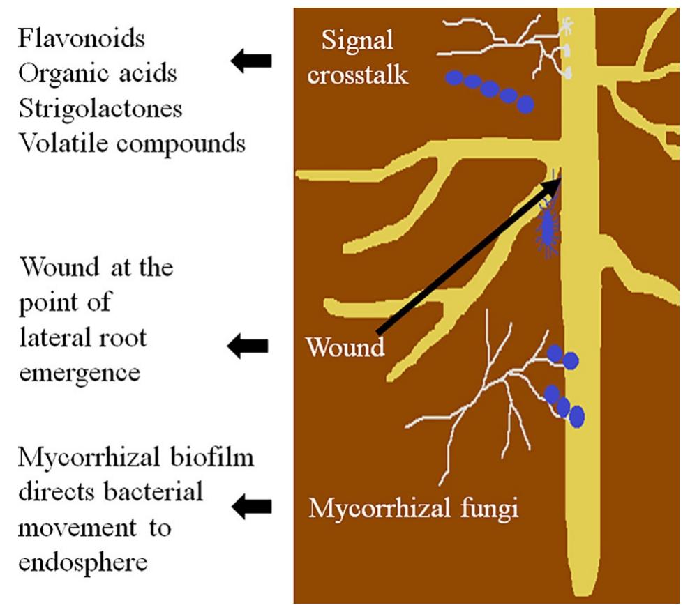 Root Interaction (PDF) Root interactions with the microbiome from the rhizoplane to the ...