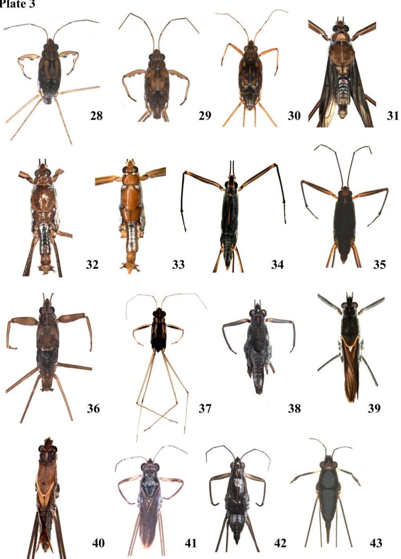 (PDF) Aquatic and Semi-aquatic Heteroptera (Insecta: Hemiptera) of ...