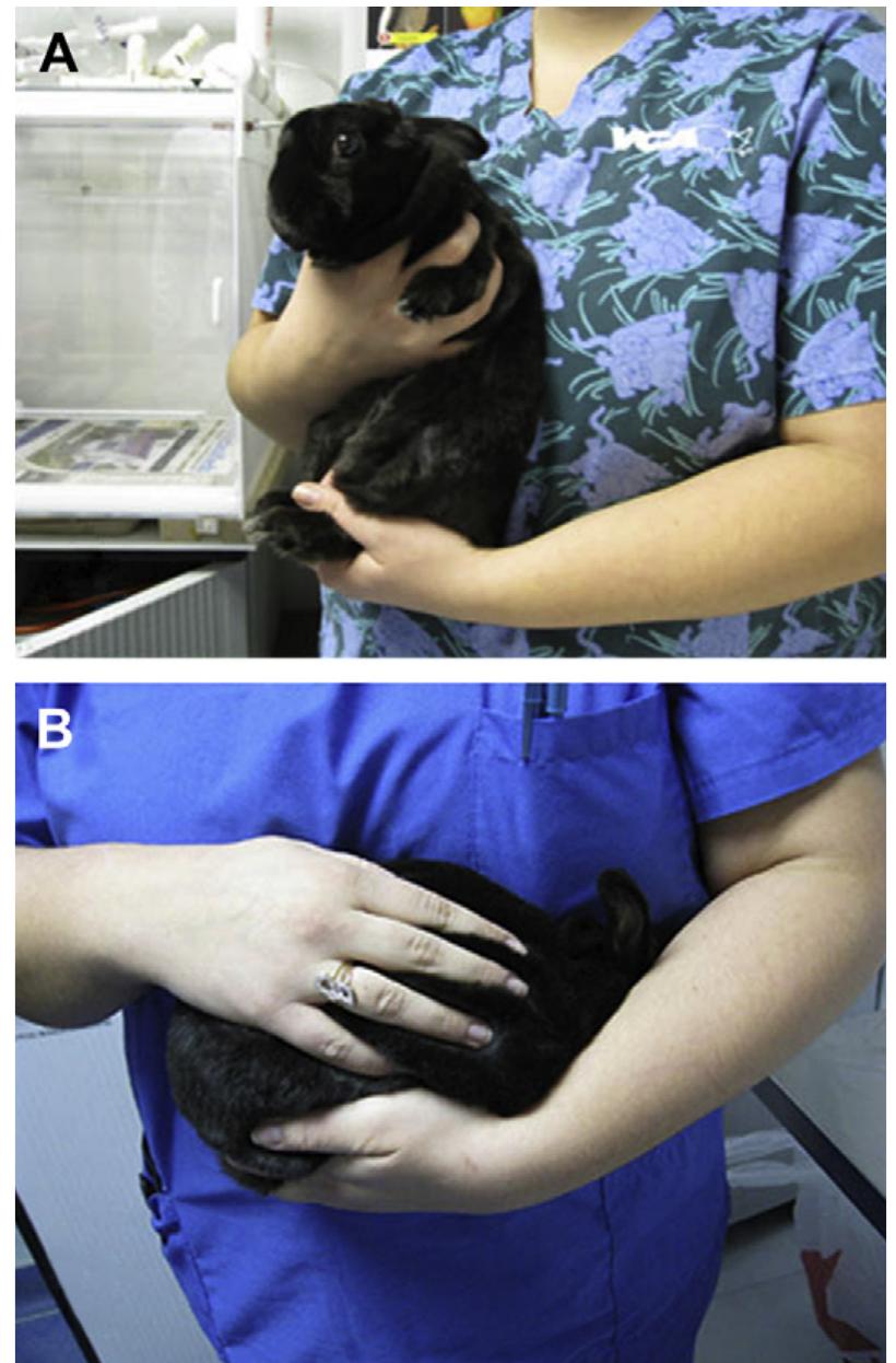 Restrain Rabbit (PDF) An Overview of Restraint and Blood Collection Techniques in ...