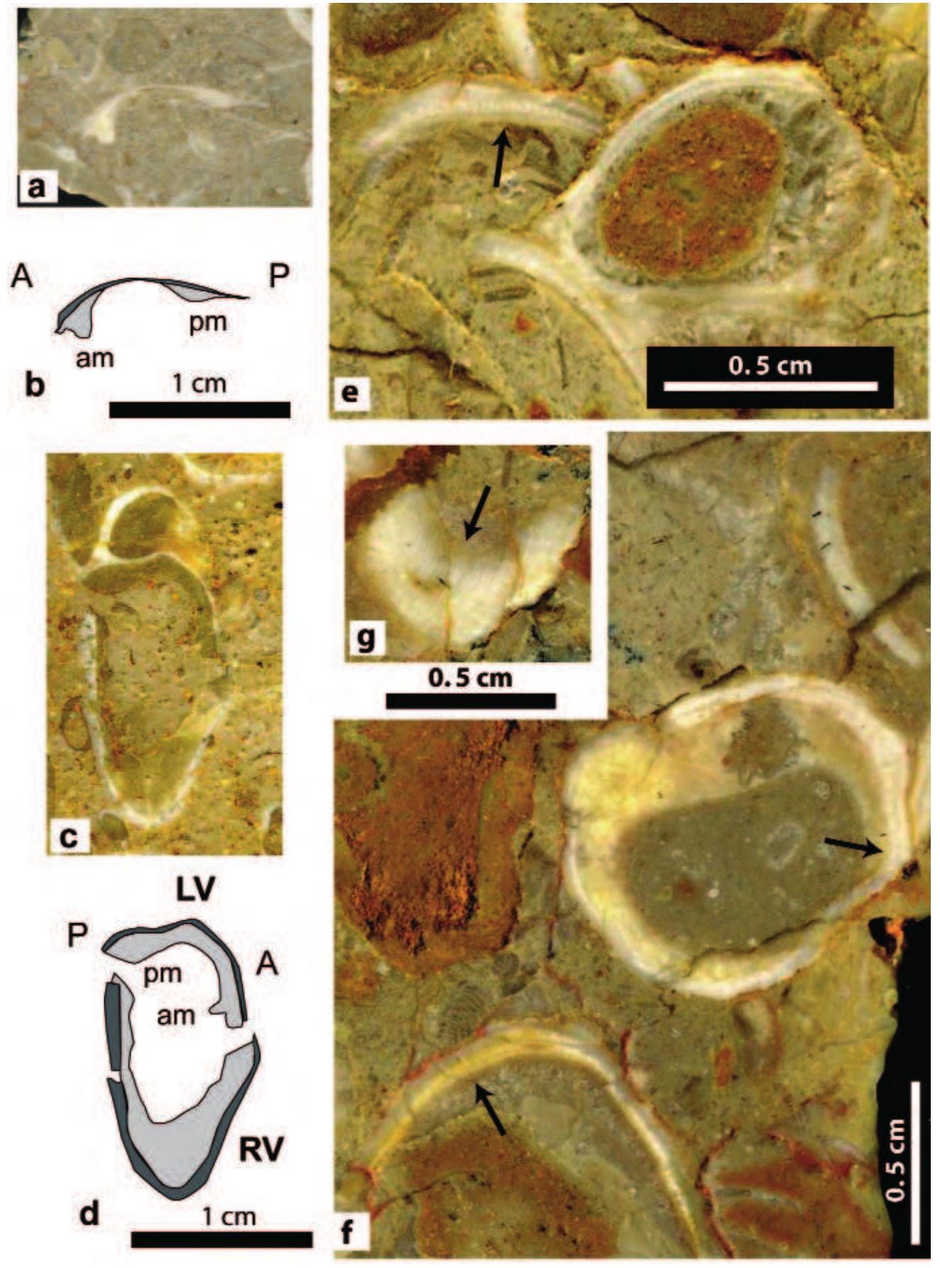 (PDF) Albian Rudist Fauna from the Karaburun Peninsula, İzmir Region ...