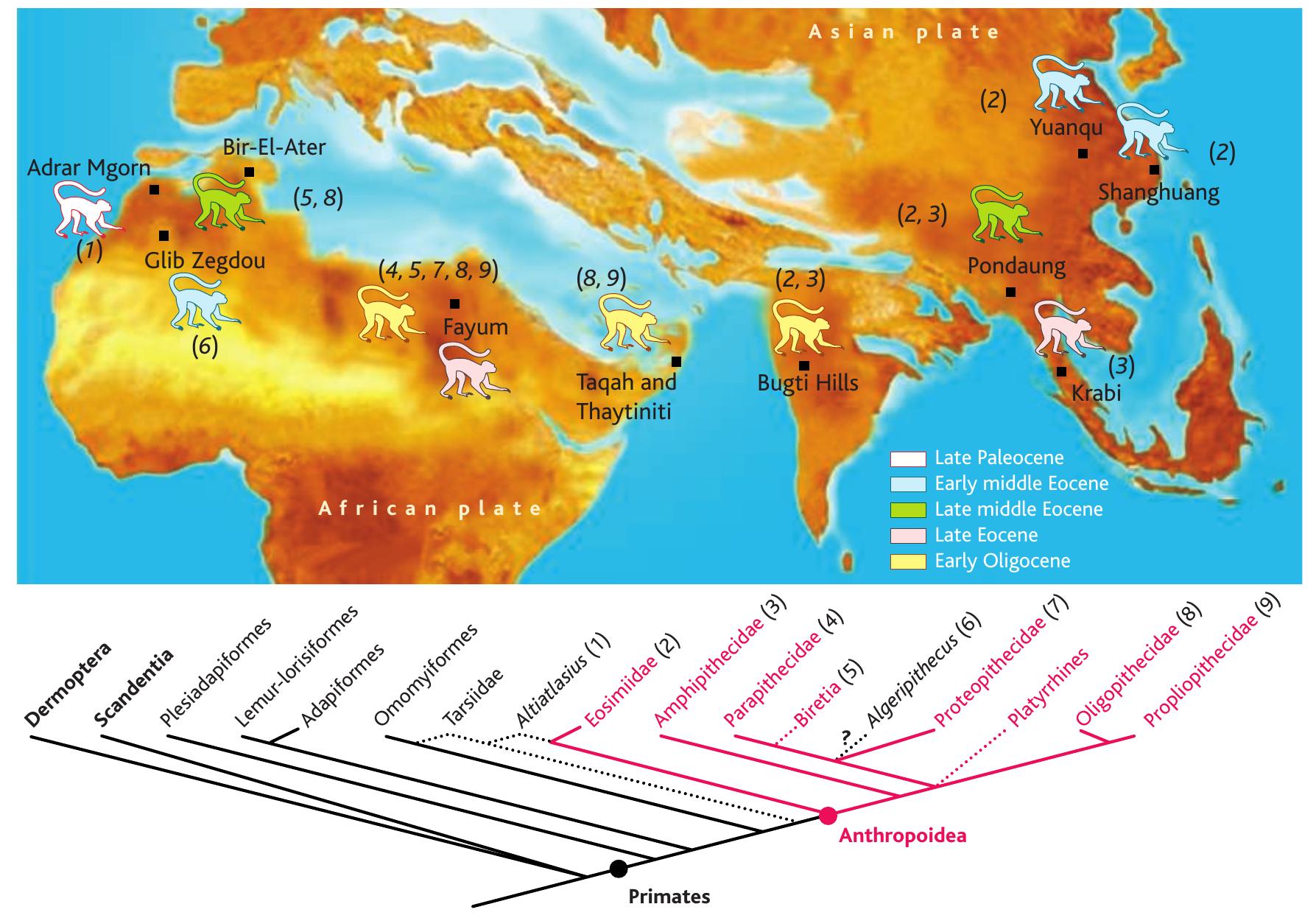 (PDF) Shaking the Earliest branches of Anthropoid Primate Evolution
