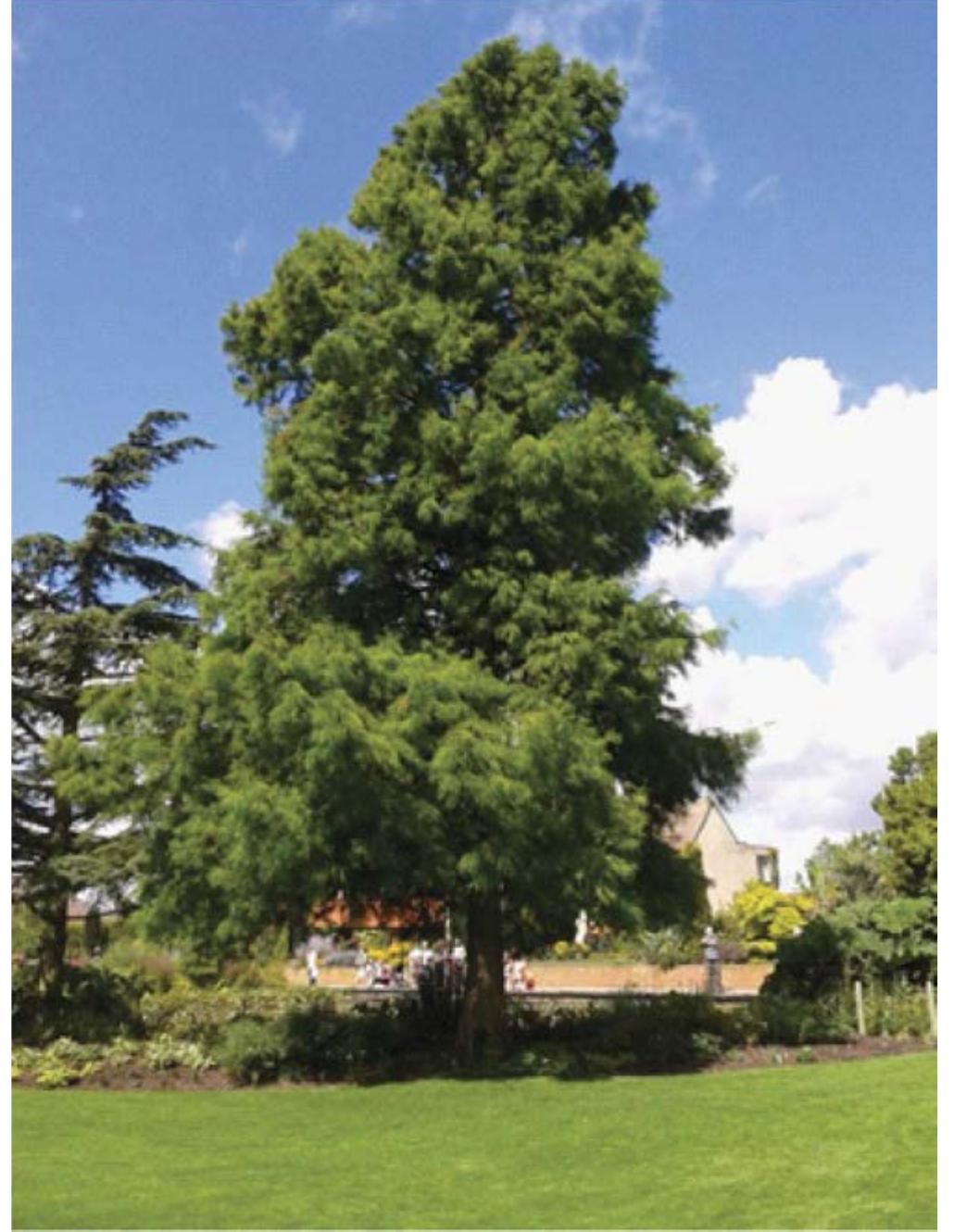 Tree Inconveniences (PDF) The consideration of trees in rights of light cases: part 1