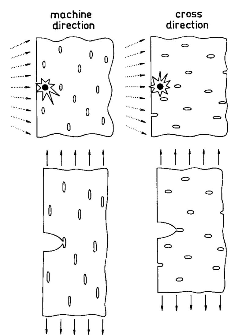 WIth tnat or iocahzed photodegradation to create a unlorm structure. However, alternatively to the above explanation based on anisometric voids it is possible to consider the crack growth from isometric voids into an anisotropic material under uniaxial stress. Besides, Akay, Tincer, and Aydin® report that the increasing degree of orientation (draw ratio) slows down the kinetics ot! photo-oxidative degradation in the bulk of the material as reflected by the car- bonyl index. It is known that extremely oriented polyethylene exhibits an ex: traordinarily good resistance to photodegradation. In spite of this, the result: reported by Akay et al.8 were obtained at an irradiation time longer by an orde1 of magnitude than those used in this study. The carbonyl index method em. ployed by them does not indicate any pronounced differences between sample: oriented to various degrees up to 200 h of irradiation time. Thus, the volume and the localized effects of orientation on the degradation kinetics do not rule  each other out, and both effects may even act simultaneously within a certair time interval.  Fa, a, |); , ne ie Cs a ne k,n Fi a ee” oe cae Ce: ae heey Lm 